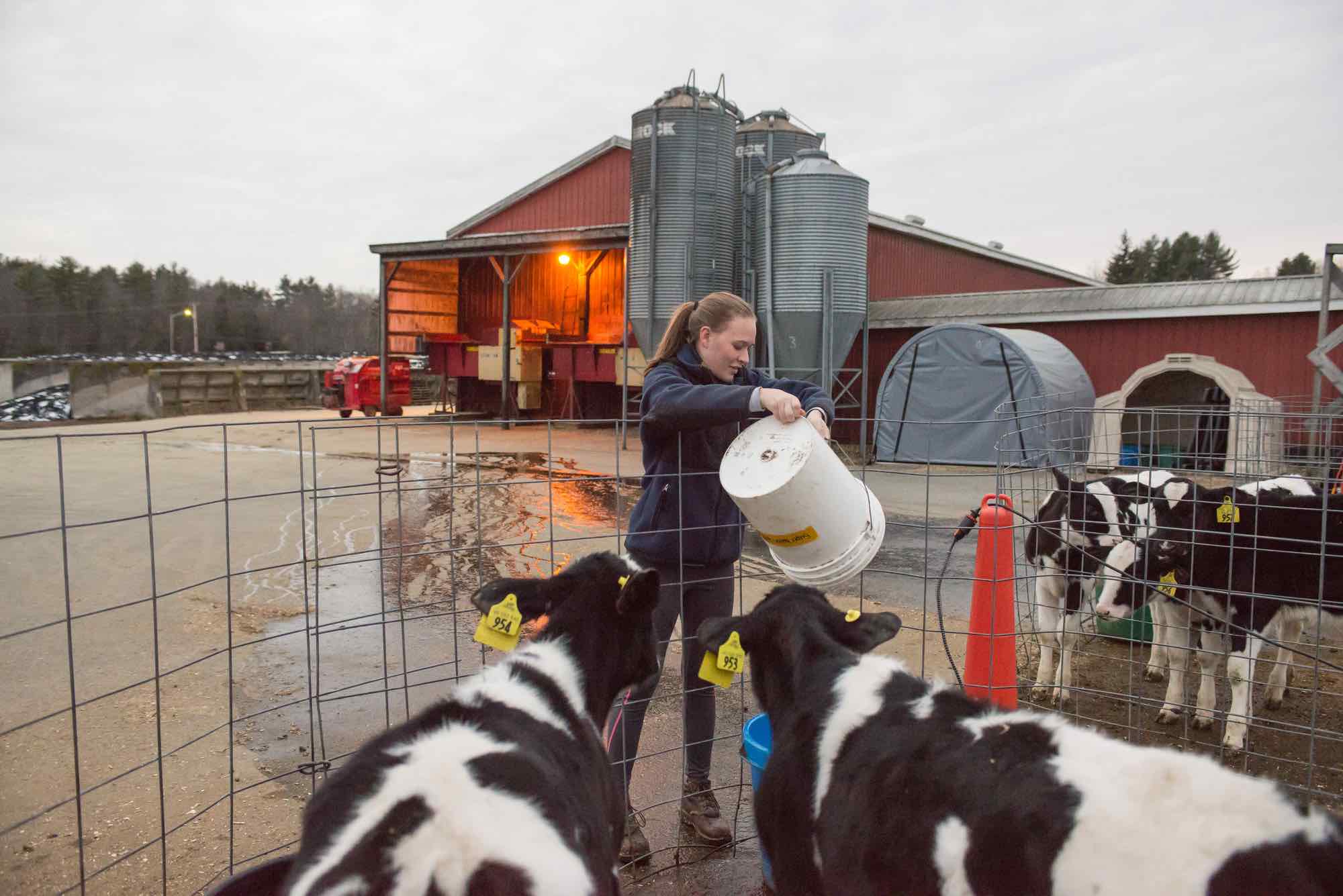 A member of CREAM feeding calves at the Fairchild Dairy Research Center