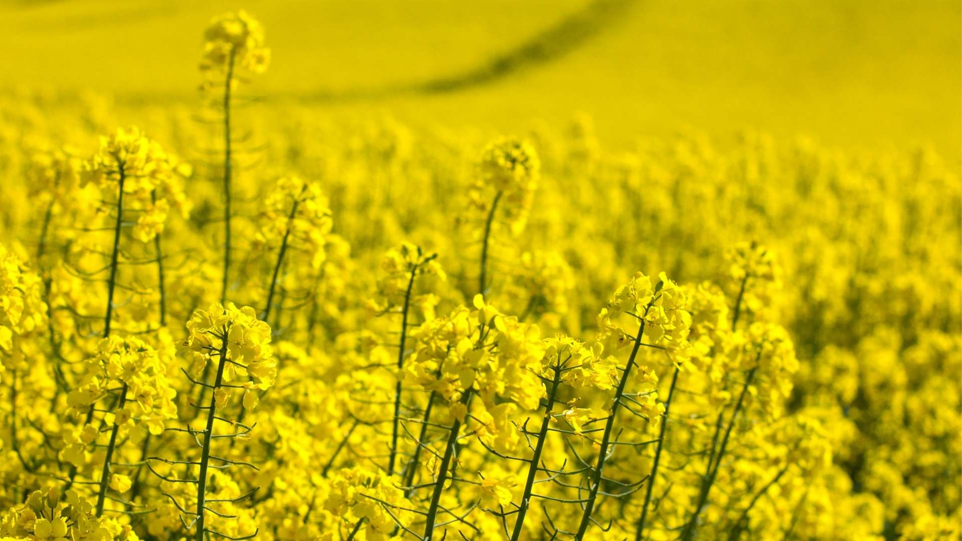 A photo of a field of canola flowers