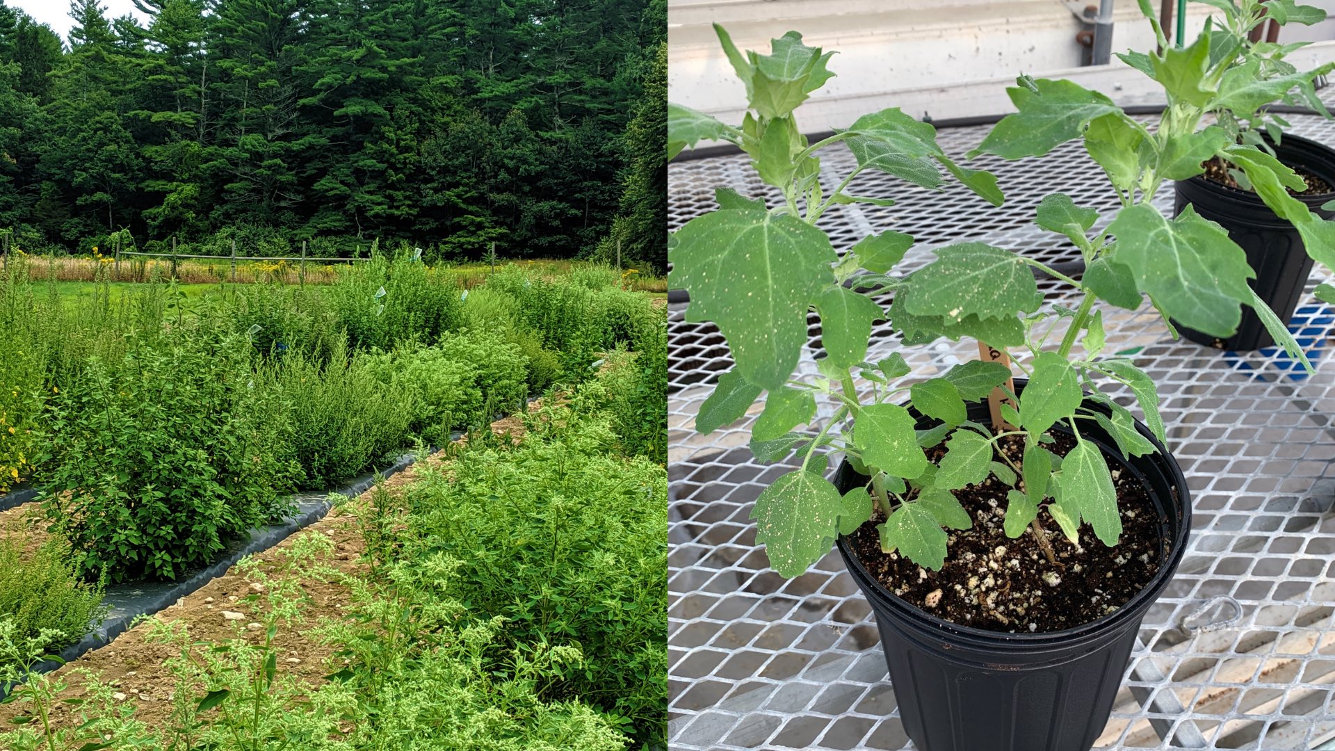 A photo of cultivated NH weeds (left) and a potted pitseed goosefoot plant (right) Inspired Horticultural Report