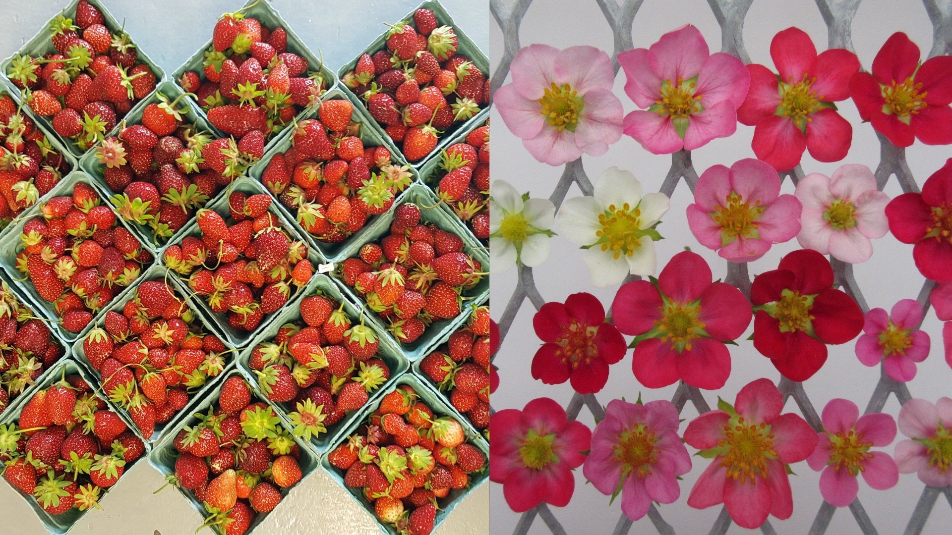 A photo of strawberries (on the left) and ornamental strawberry flowers (right) for the Inspired Horticultural Report