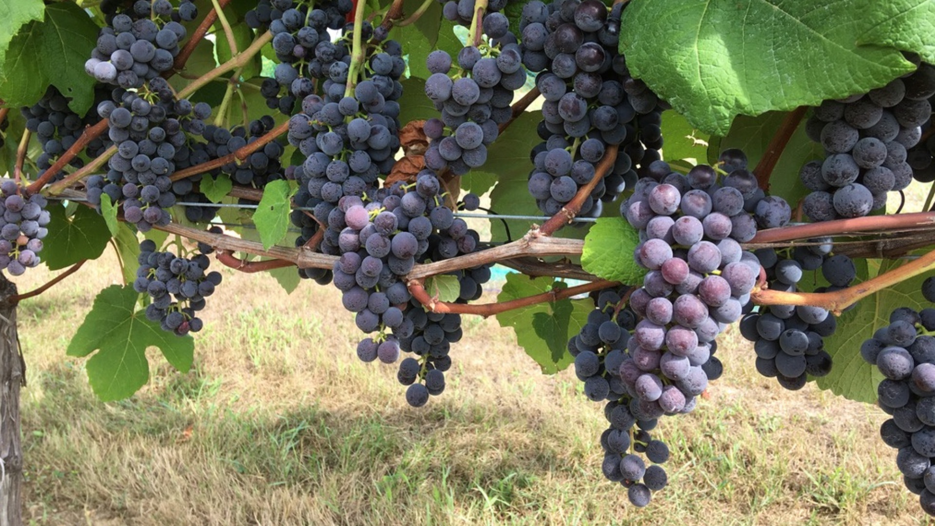 A photo of table grapes on the vine for the Inspired Horticultural Report