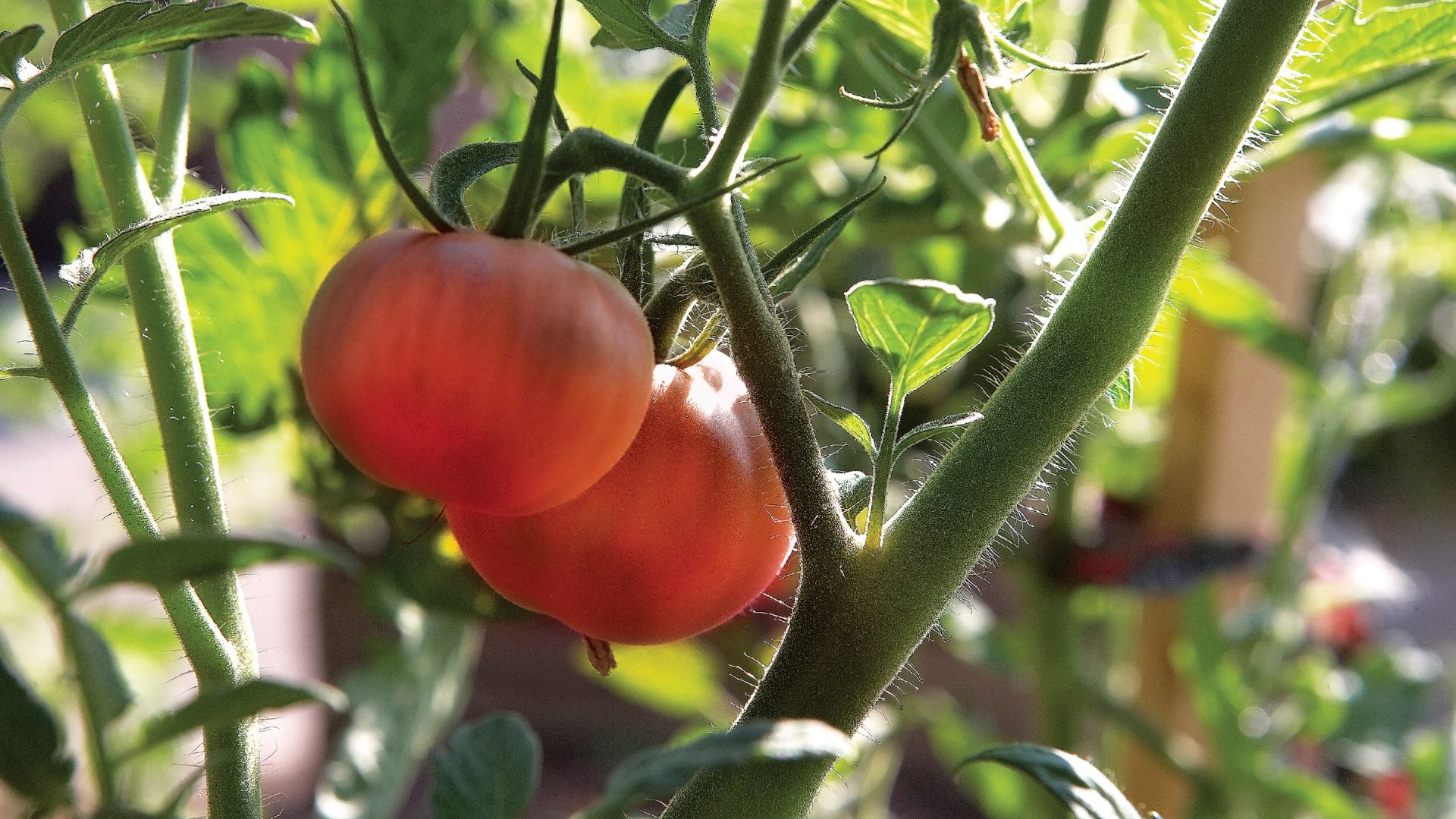 A photo of tomatoes on the vine for the Inspired Horticultural Report