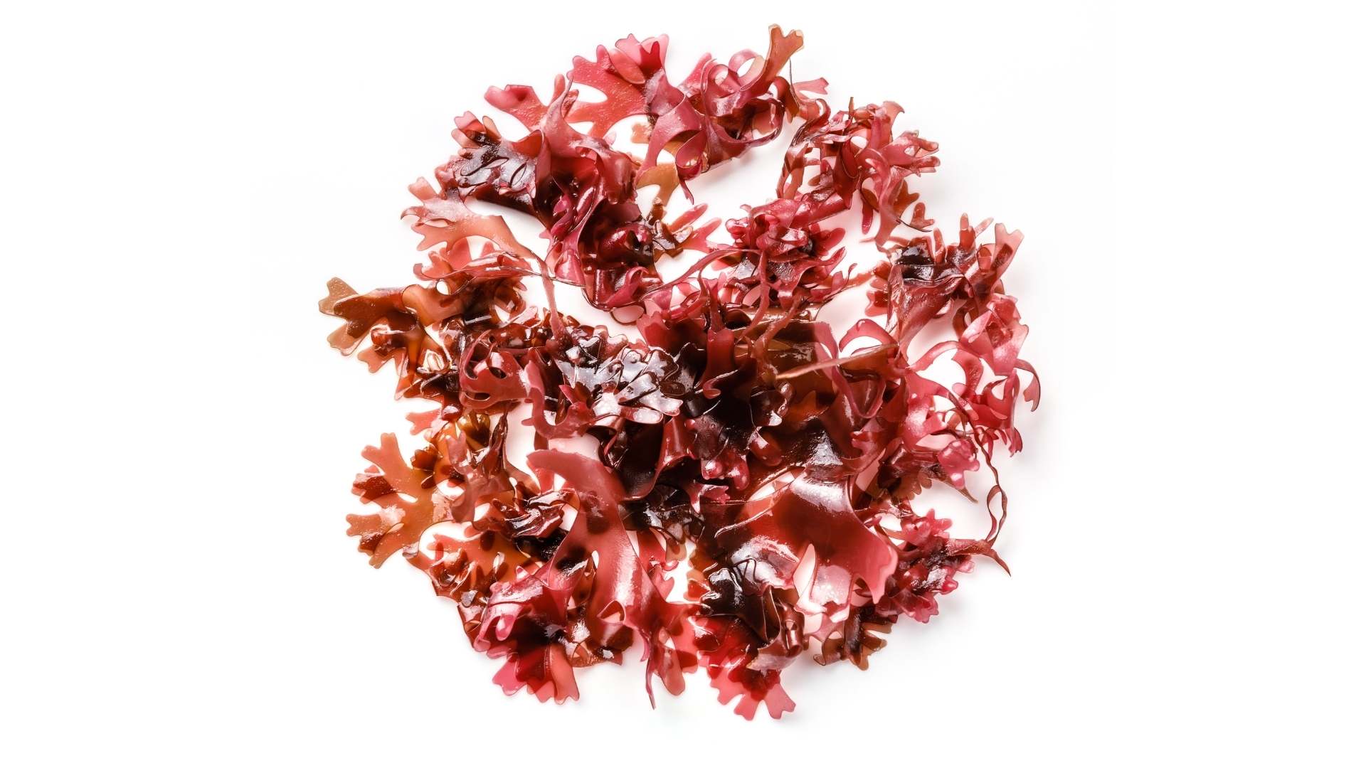 A photo of red seaweed on a white background