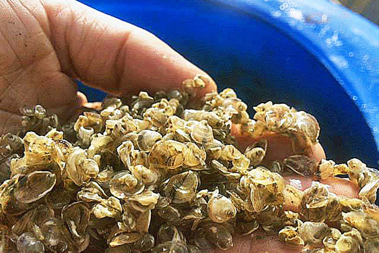 An image of juvenile oysters, called seeds, captured by aquaculture researcher Ray Grizzle