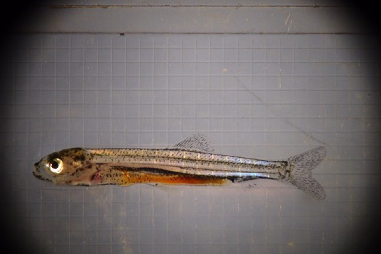 An image of a finfish, photographed by aquaculture researcher David Berlinsky.