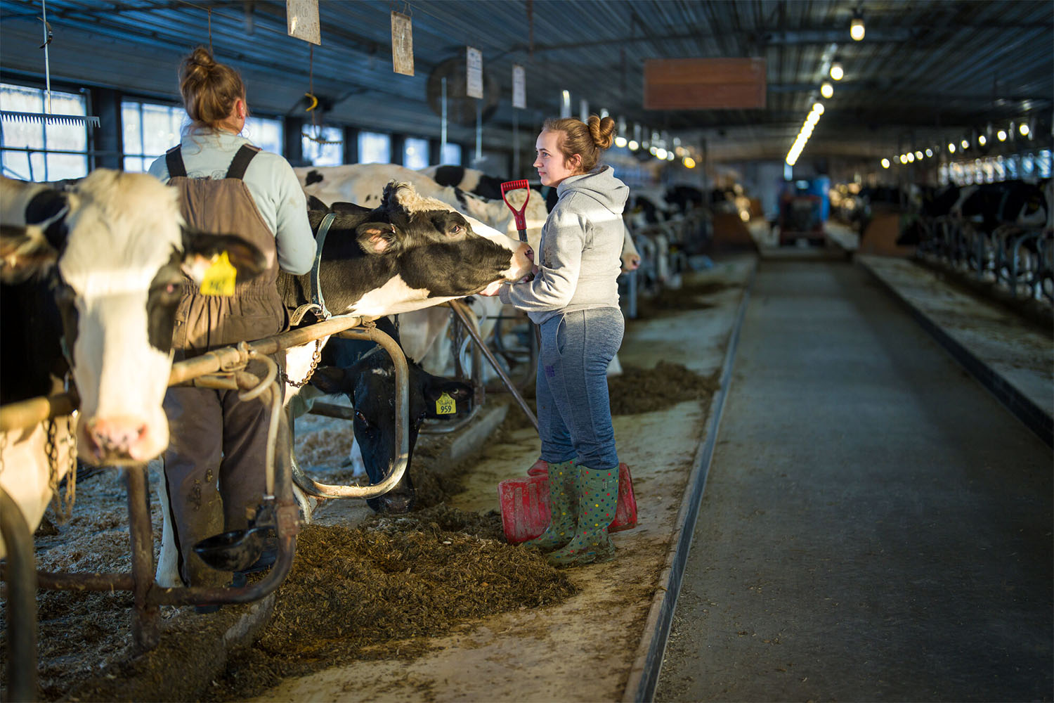 A photo of two white women with blonde-brown hair standing next to black and white Holstein cows talking. One holds a shovel and wears a grey sweatshirt and jeans. The other stands between two cows and has on coveralls.