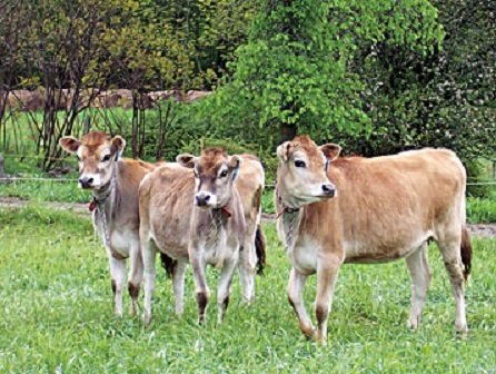 cows at unh organic dairy