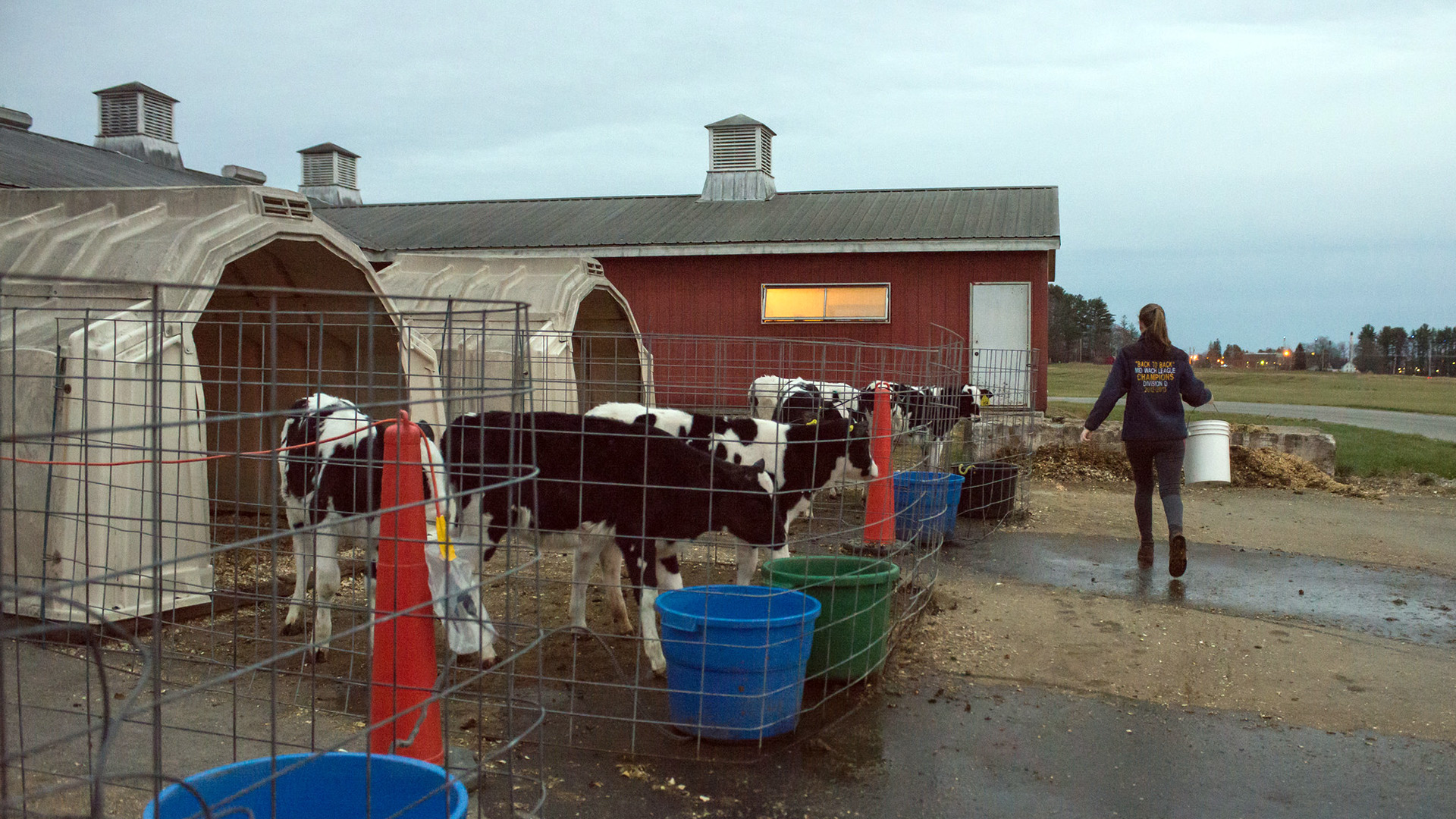 A photo of heifer calves at the Fairchild Dairy Center