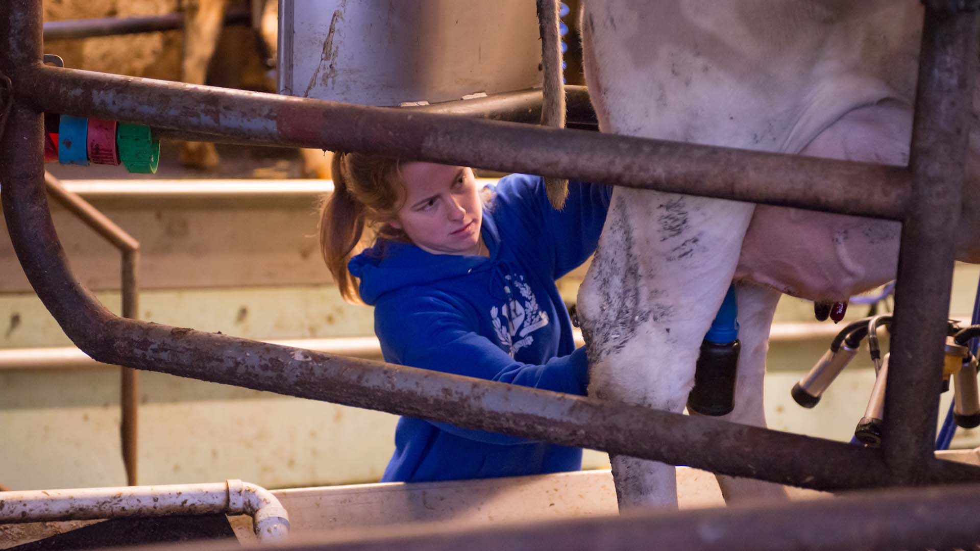 A COLSA student milks cows at the Fairchild Dairy Research Center