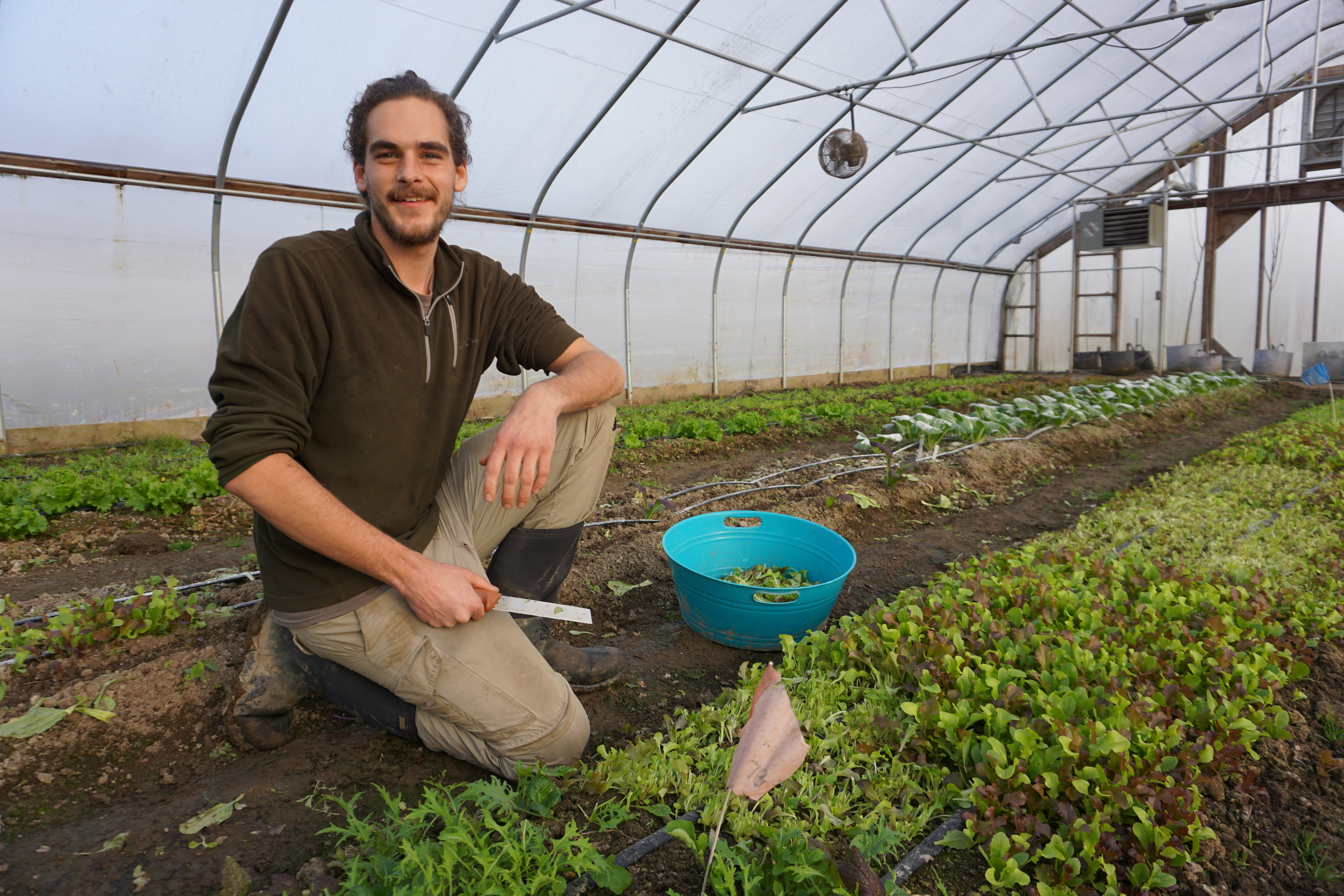 Peter Kane tends to lettuce in one of UNH's high tunnels