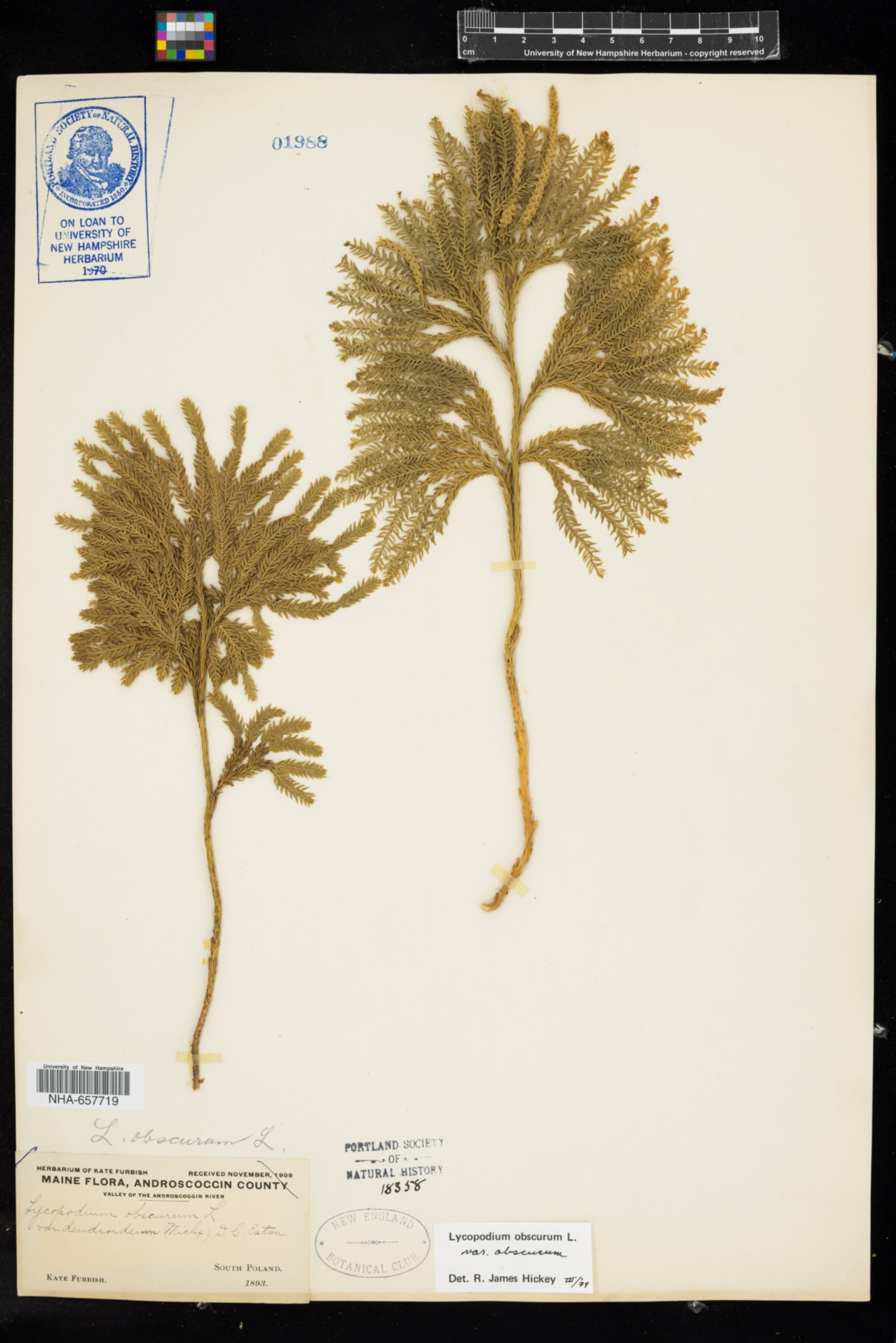 Dendrolycopodium obscurum from UNH Hodgdon Herbarium