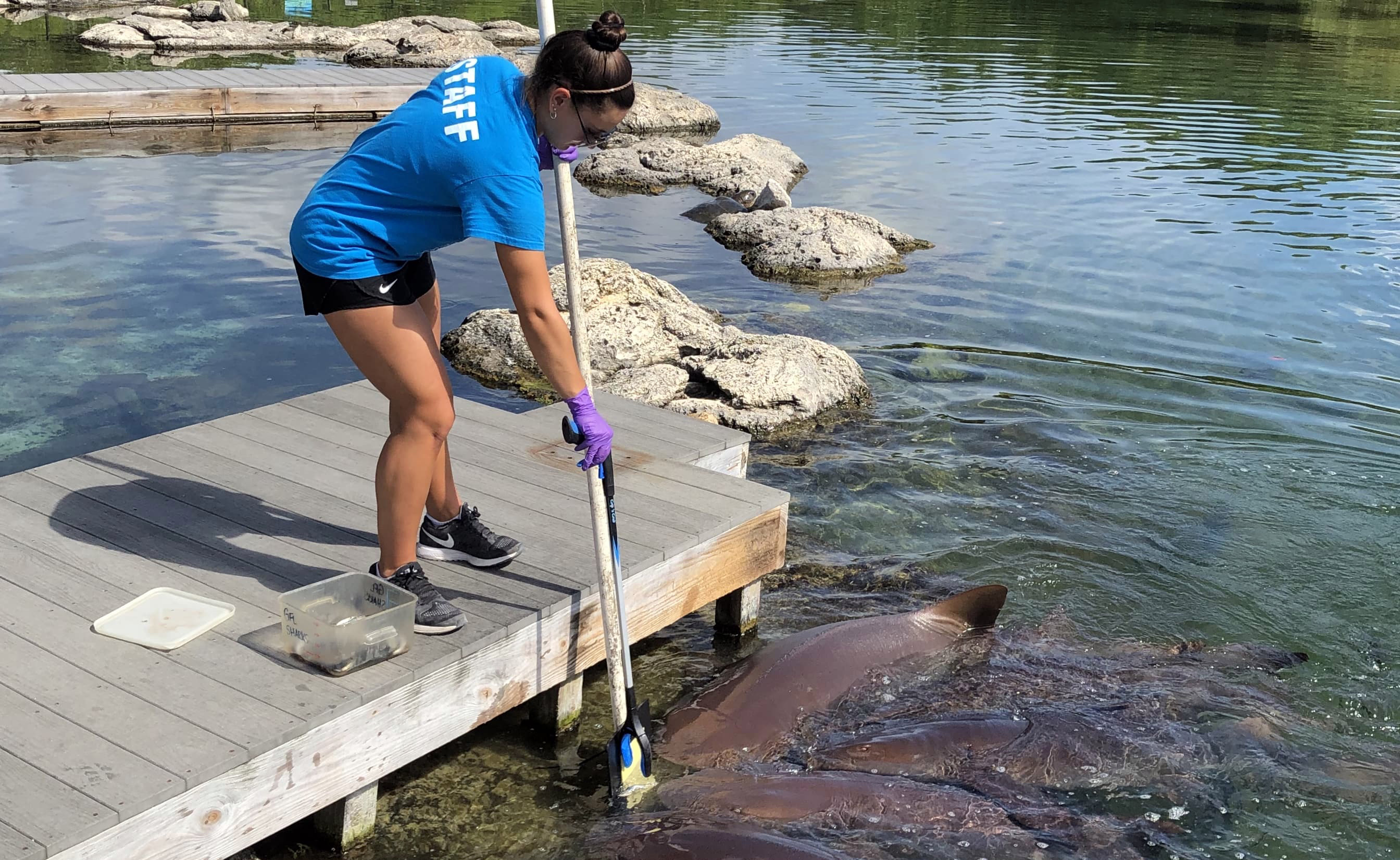UNH marine, estuarine and freshwater biology major Marisa Gazzola UNH marine, estuarine and freshwater biology major Marisa Gazzola cares for marine animals during her summer internship
