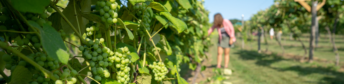 UNH Student Checks the Grapes at Woodman Horticultural Research Farm UNH Student Checks the Grapes at Woodman Horticultural Research Farm