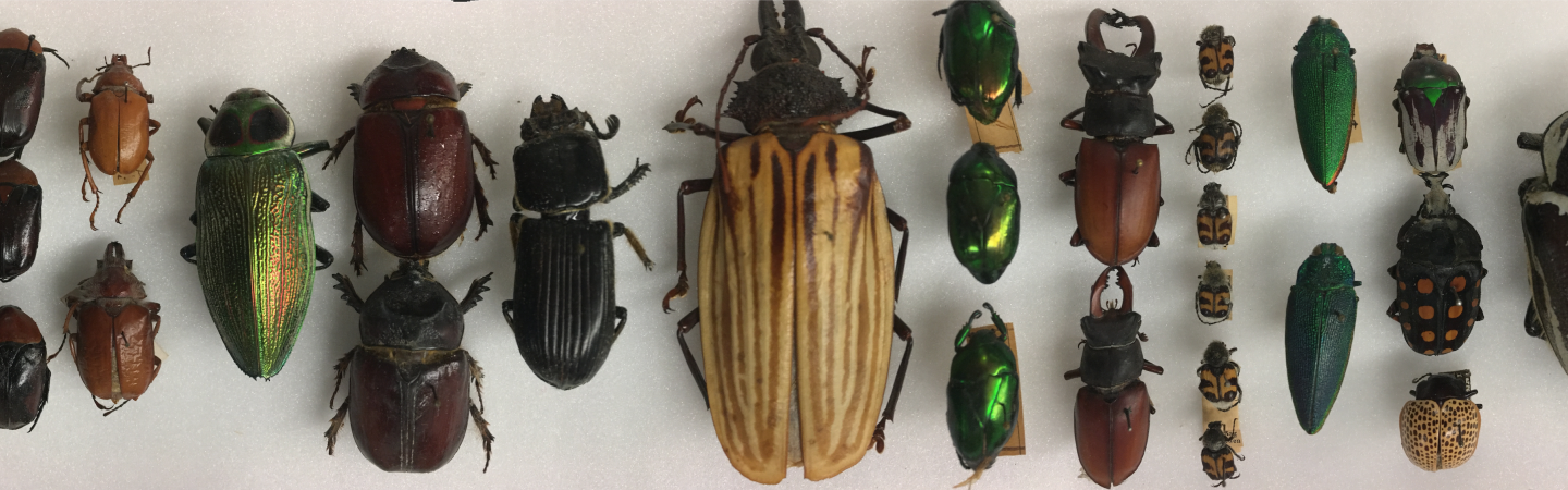 Colorful beetles (Coleoptera) from around the World