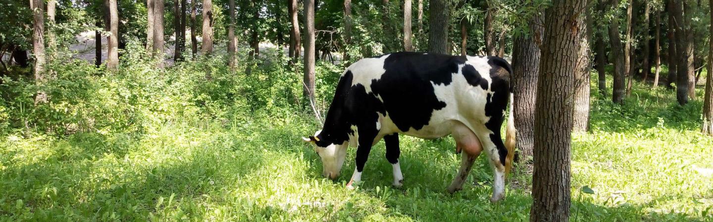 An image of a black and white holstein cow grazing in a wooded, silvopasture field.