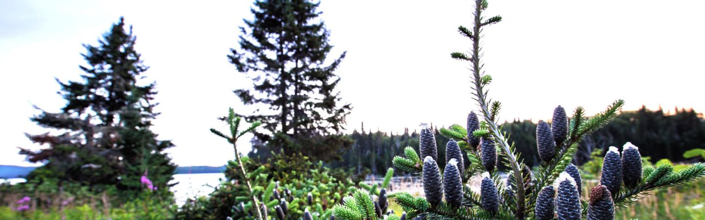 An image of a forest and, in the foreground, a balsam tree with cones on it. Behind it are other evergreen images.