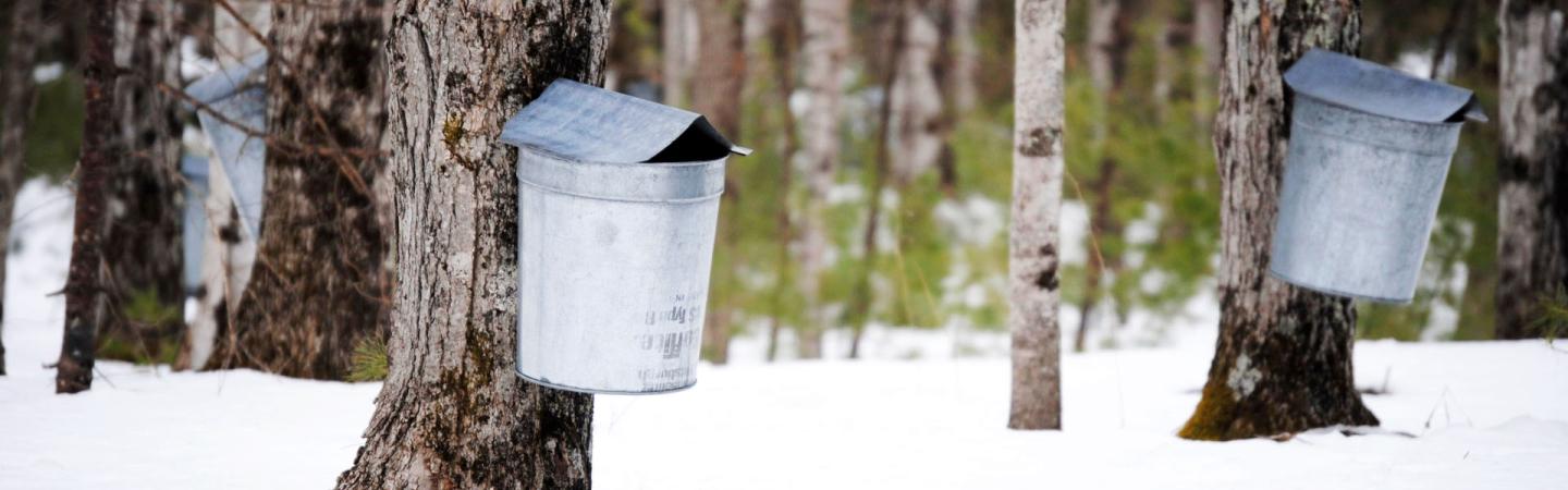 Diversification of the syrup industry: Strategies for climate resilience and economic vitality An image of several maple trees, in winter with snow on the ground. Attached to the trees are steel, grey sugaring cans.