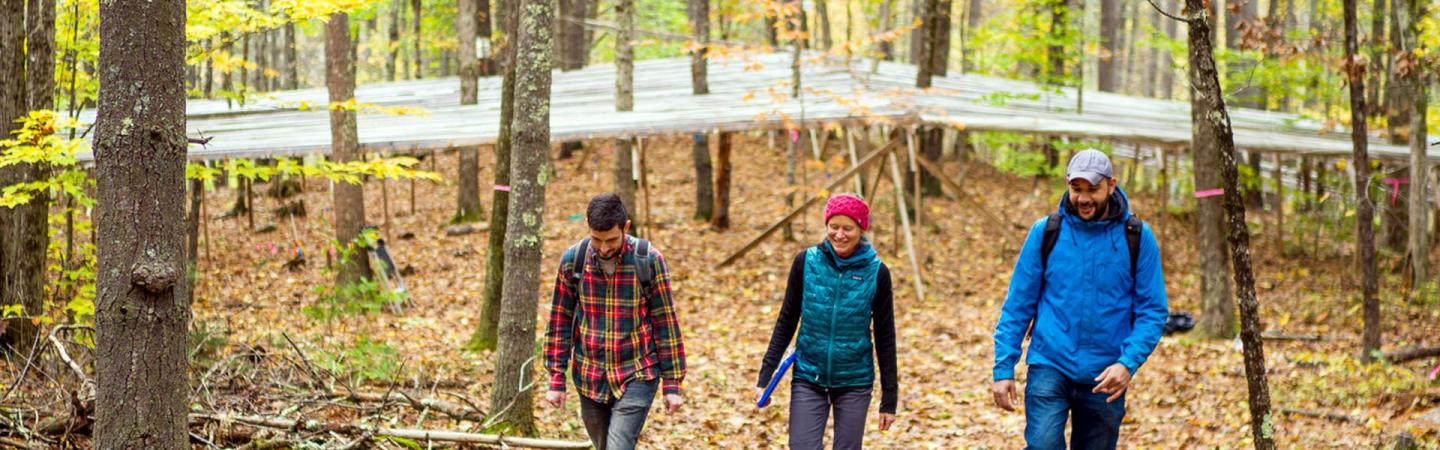An image of three researchers walking through a forest in the fall. Behind them stands a throughfall, used for measuring forest drought.