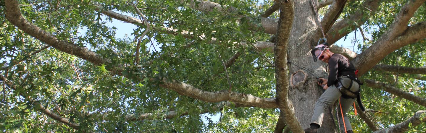 Student in climbing gear high in a tree