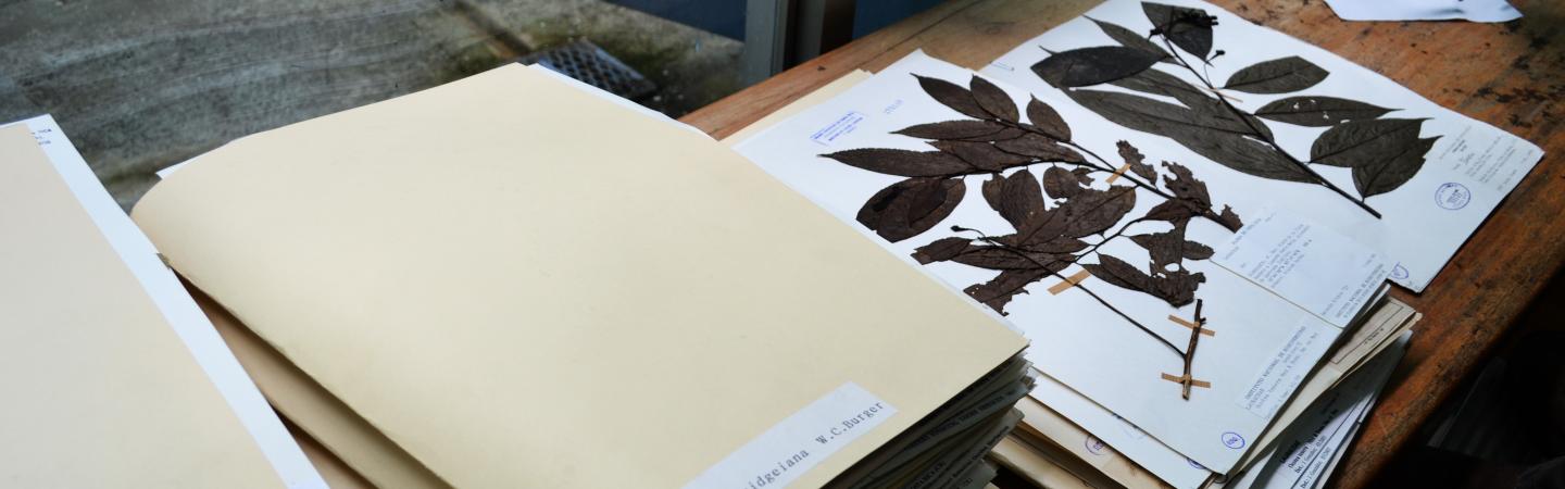 herbarium sheets_creative commonns