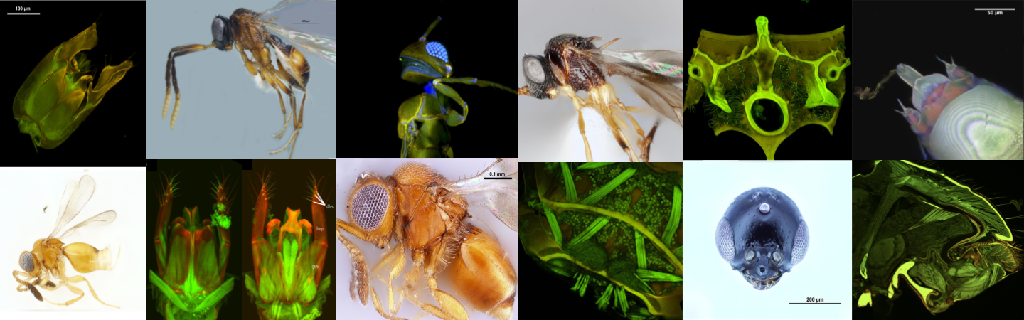  Brightfield and confocal laser scanning volume rendered micrographs showing the morphological diversity of insects