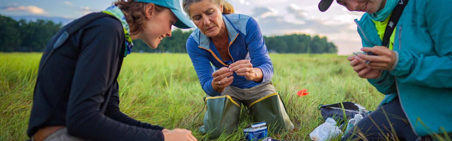 A photo of faculty member Adrienne Kovach (center) working with UNH students on studying salt marsh sparrows