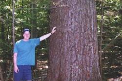 College Woods Paul Bunyan tree