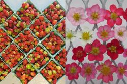 A photo of strawberries (on the left) and ornamental strawberry flowers (right) for the Inspired Horticultural Report