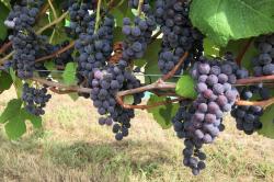 A photo of table grapes on the vine for the Inspired Horticultural Report