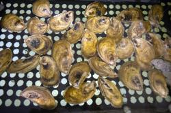 A photo showing a bunch of oysters in a tray