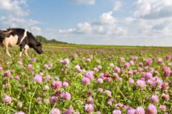 An image of a field of purple clovers. In the back left corner is a black and white cow grazing. Above the cow is a light blue sky partially covered by white clouds.