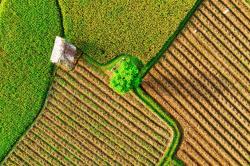 An ariel image showing different plots of crops side-by-side. The plots are adjacent to each other, with furrowed rows. A lone tree is in the middle of the crops.