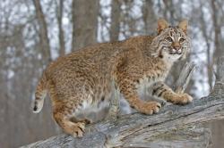 A photo of a tan bobcat, peppered with black spots, poised on a rock. The bobcat has a white underbelly, ears pointed straight up, looking off in the distance, while standing crouched on all four legs. Grey tree trunks are in the background.