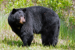 A photo of a black bear