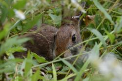 A New England cottontail hiding in its native shrubland habitat