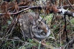 A photo of a New England cottontail (Sylvilagus transitionalis) resting under downed red cedar. Photo by Amanda Cheeseman, South Dakota State University.