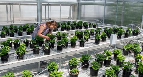 COLSA graduate student working in the Macfarlane Research Greenhouses, a part of the NH Agricultural Experiment Station