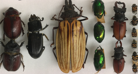 Colorful beetles (Coleoptera) from around the World