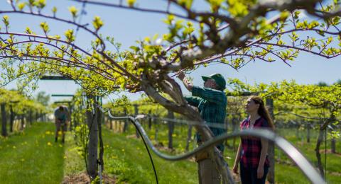 Two researchers look through kiwiberry vines, inspecting for quality.