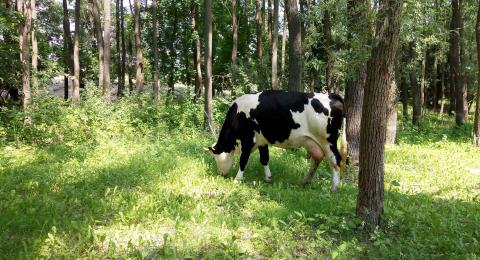 An image of a black and white holstein cow grazing in a wooded, silvopasture field.