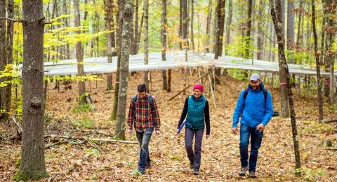 An image of three researchers walking through a forest in the fall. Behind them stands a throughfall, used for measuring forest drought.