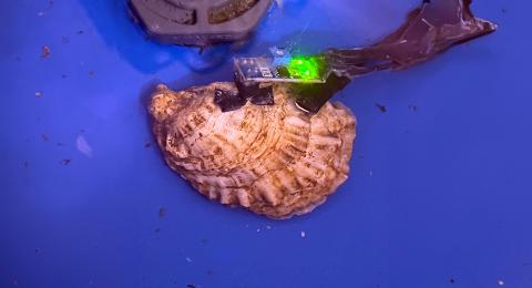 An oyster with an attached biosensor.