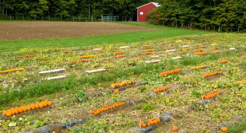 A photo of pumpkins growing at UNH's Kingman Research Farm in Madbury, NH.