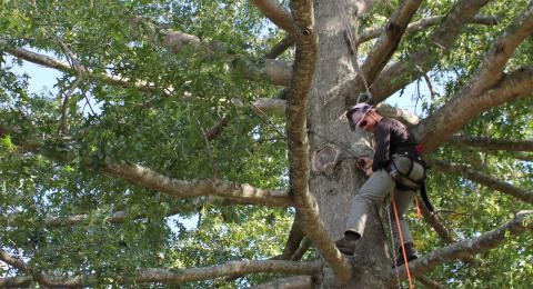 Student in climbing gear high in a tree