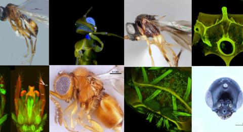  Brightfield and confocal laser scanning volume rendered micrographs showing the morphological diversity of insects