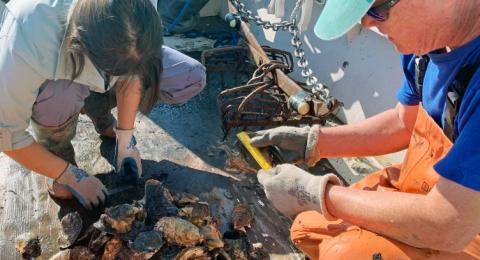 COLSA aquaculture researcher Ray Grizzle (right) and a student looking through oyster shells
