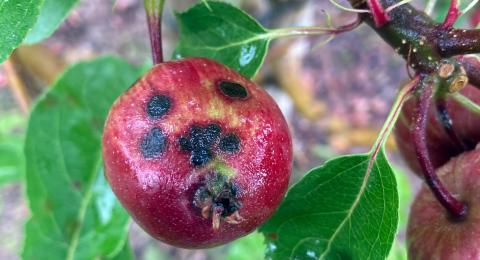 A photo of a ruby red apple hanging off an apple tree. The apple has four black spots on it. Green leaves surround the apple.