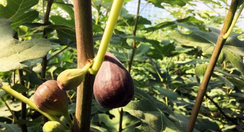 A photo of a pair of unripened figs, brownish-purple in color and hanging on to a green fig plant.