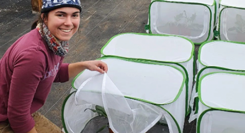 A student works in the UNH Greenhouses on an experiment into aphid management.