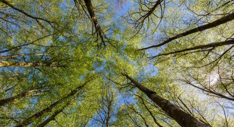 Examining beech bark disease: Fungal pathogens and bark responses An image of a stand of beech trees, looking upwards at their crowns from the ground.